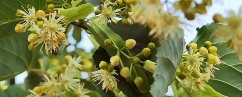 椴树的开花时间，主要集中在6-7月份