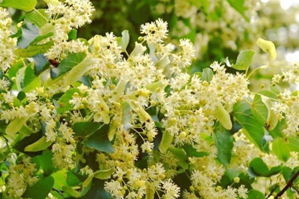 椴树的开花时间，主要集中在6-7月份