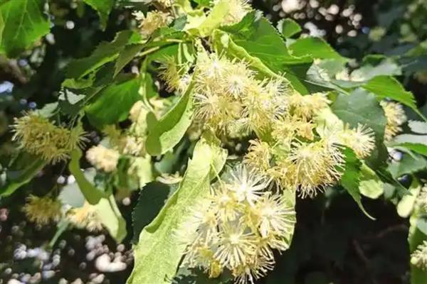 椴树的开花时间，主要集中在6-7月份