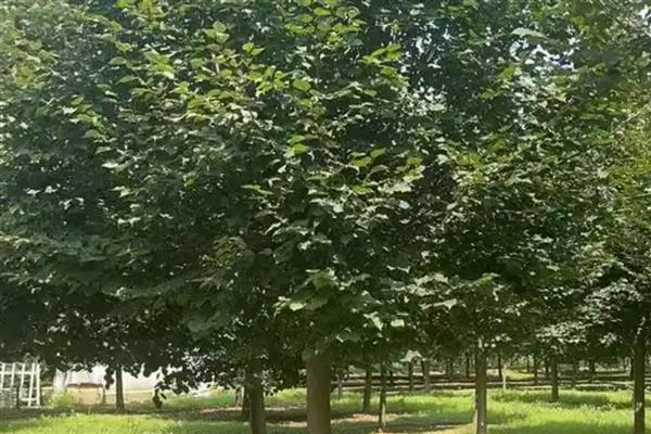椴树的开花时间，主要集中在6-7月份