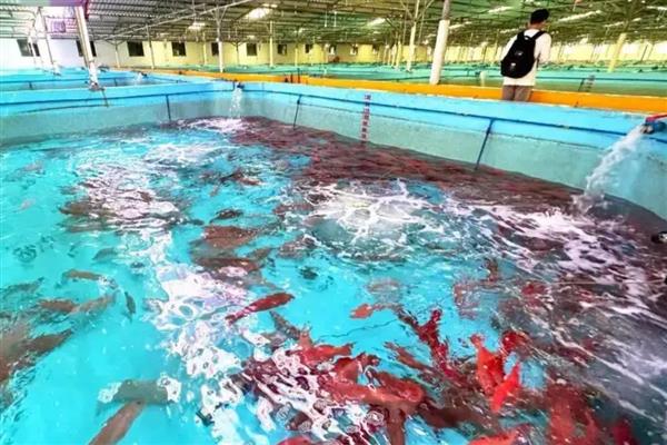 野生东星斑和养殖的区别，活力、外观和肉质均不同
