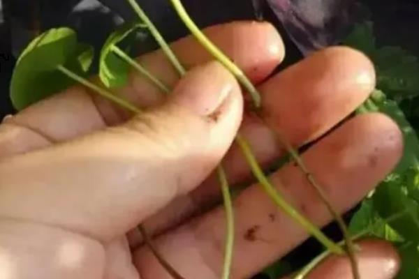防己的亩产量，一般能达到500-600斤左右