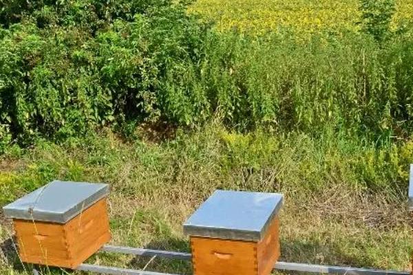 中蜂如何正确加继箱，根据蜜源、气候和群势来选择时间