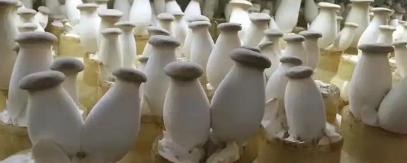 杏鲍菇多久浇水一次，生长过程中每天都需要浇水