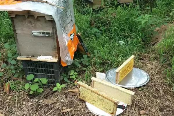 中蜂如何正确加继箱，根据蜜源、气候和群势来选择时间