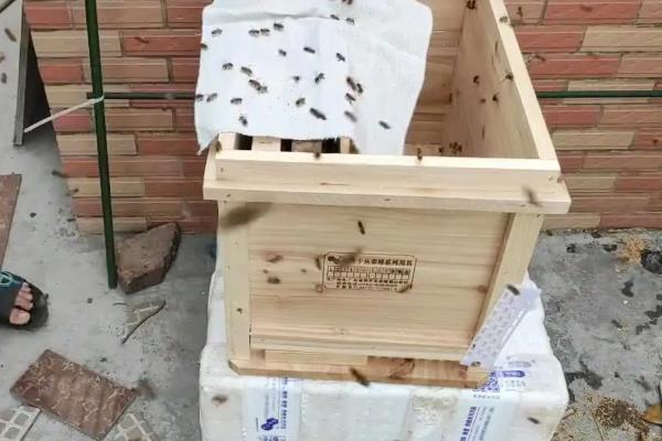 中蜂如何正确加继箱，根据蜜源、气候和群势来选择时间