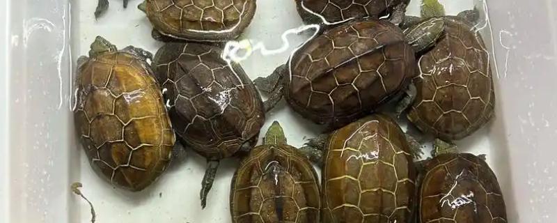 小乌龟的喂食频率，幼龟每天喂食2-3次