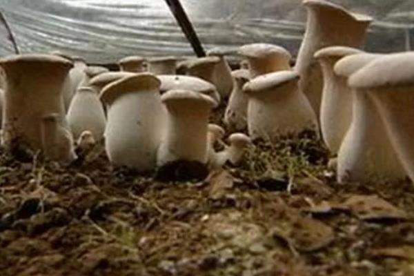杏鲍菇多久浇水一次，生长过程中每天都需要浇水