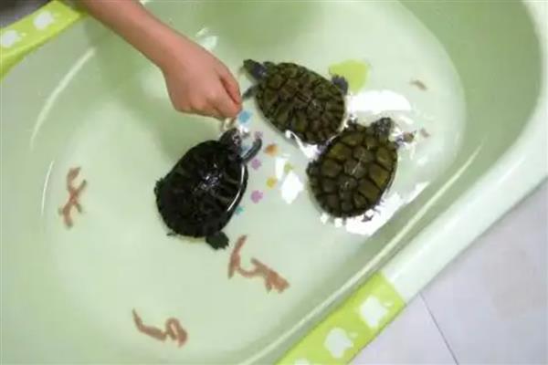 小乌龟的喂食频率，幼龟每天喂食2-3次