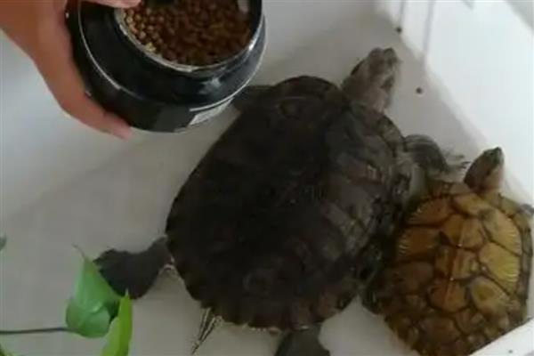 小乌龟的喂食频率，幼龟每天喂食2-3次