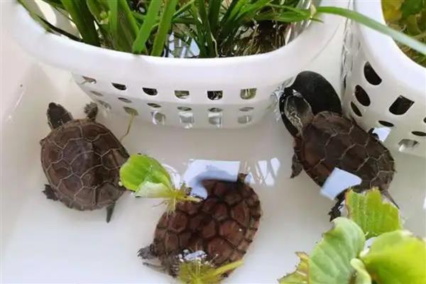 小乌龟的喂食频率，幼龟每天喂食2-3次