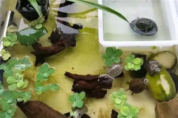 小乌龟的喂食频率，幼龟每天喂食2-3次