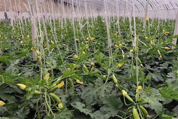瓠瓜多长时间施一次肥，结果期每7-10天施肥一次