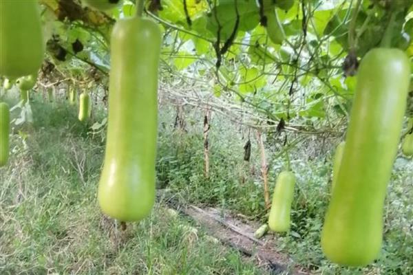 瓠瓜多长时间施一次肥，结果期每7-10天施肥一次