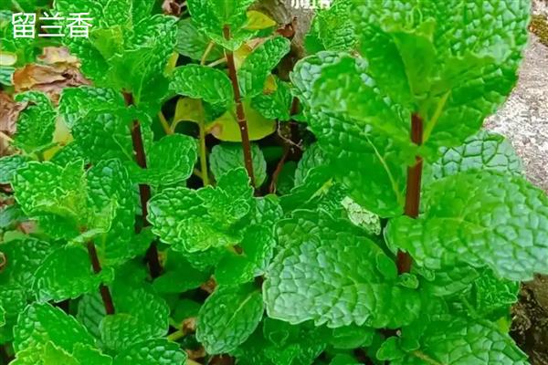 薄荷与留兰香有什么区别，茎叶、花果、成分均不同