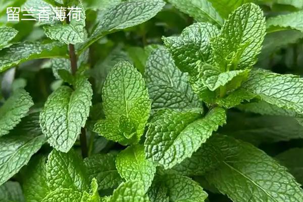 薄荷与留兰香有什么区别，茎叶、花果、成分均不同