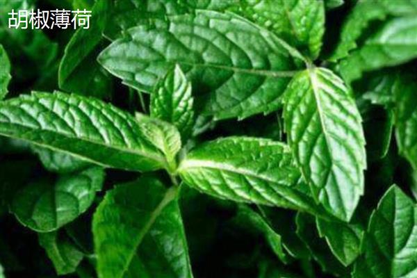 薄荷与留兰香有什么区别，茎叶、花果、成分均不同