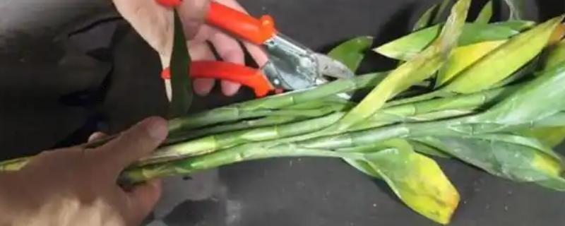 让富贵竹生根的方法，浸泡生根粉溶液可以促进根系发育