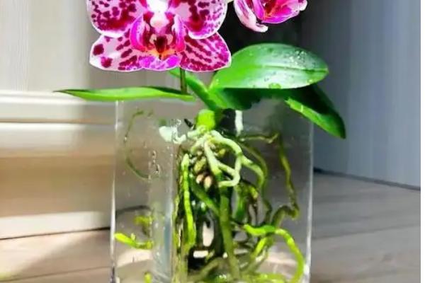 蝴蝶兰的养殖方法，适宜生长在高温高湿度环境中
