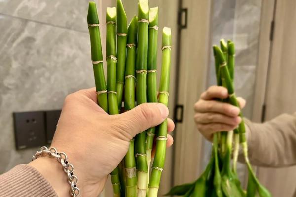 让富贵竹生根的方法，浸泡生根粉溶液可以促进根系发育