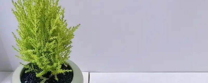 香松盆栽干枯发黄怎么处理，需遮挡阳光、补充水分等