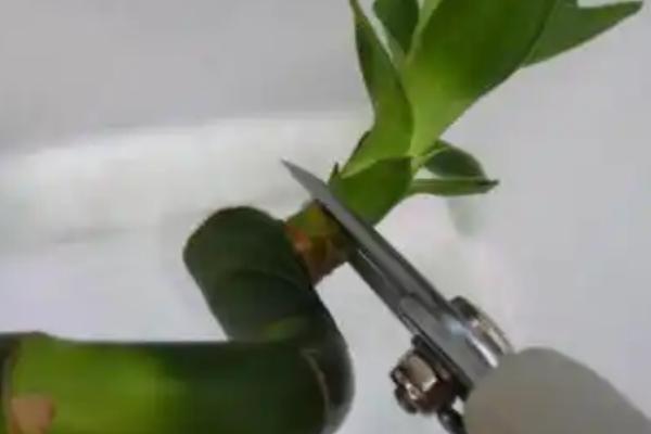 让富贵竹生根的方法，浸泡生根粉溶液可以促进根系发育