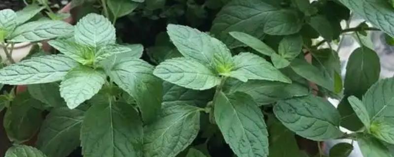 薄荷与留兰香有什么区别，茎叶、花果、成分均不同