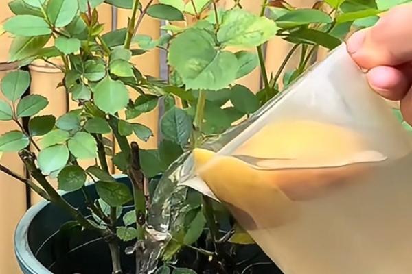 苹果发酵多久才能浇花，经过20-40天左右便可完成发酵