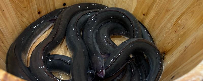 鳗鱼和带鱼是同一种鱼吗，是不同的鱼种