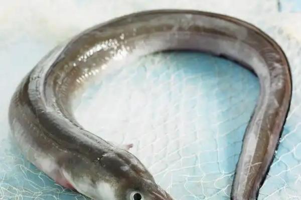 鳗鱼和带鱼是同一种鱼吗，是不同的鱼种