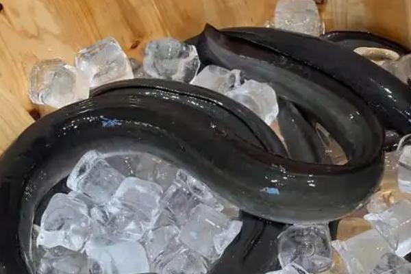 鳗鱼和带鱼是同一种鱼吗，是不同的鱼种