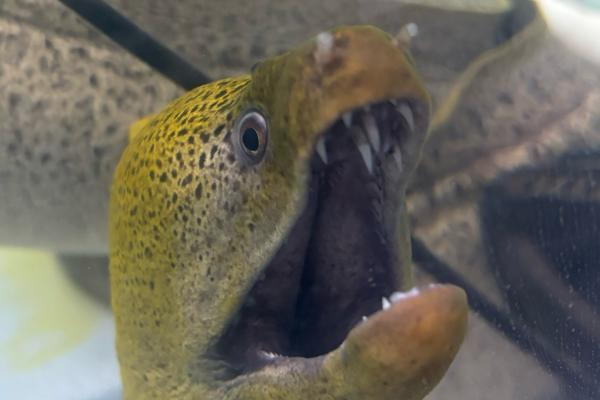 鳗鱼和带鱼是同一种鱼吗，是不同的鱼种