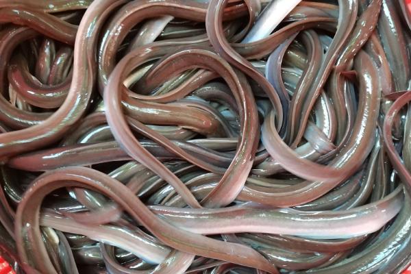 鳗鱼和带鱼是同一种鱼吗，是不同的鱼种