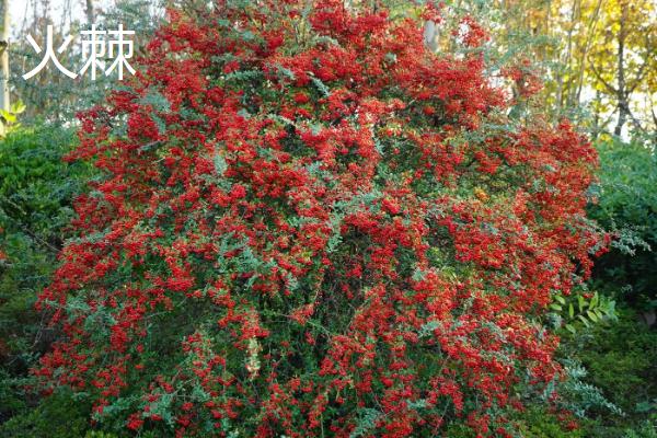 结小红果的植物有哪些品种，常见的有火棘、冬珊瑚等