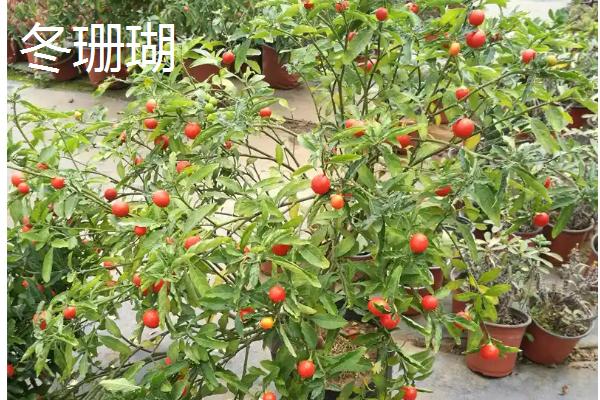 结小红果的植物有哪些品种，常见的有火棘、冬珊瑚等