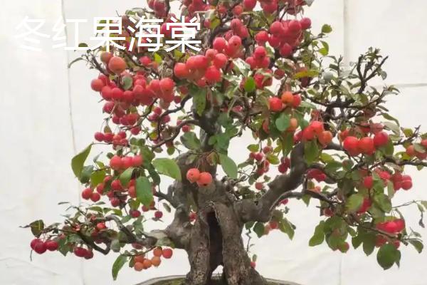 结小红果的植物有哪些品种，常见的有火棘、冬珊瑚等