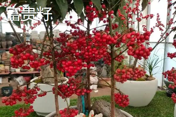 结小红果的植物有哪些品种，常见的有火棘、冬珊瑚等