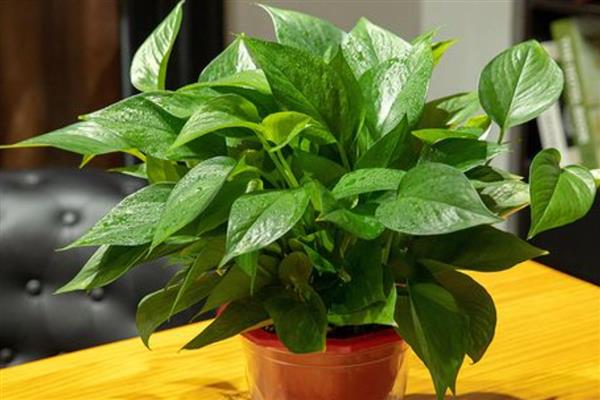 绿萝的作用，其净化空气能力很强