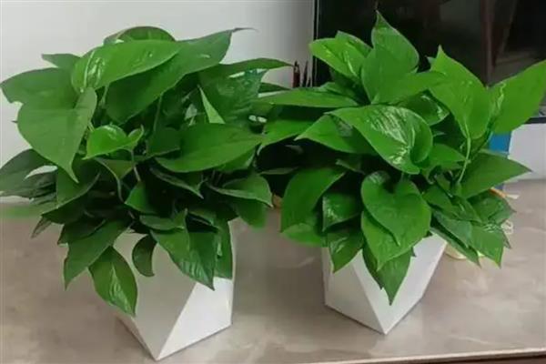 绿萝的作用，其净化空气能力很强