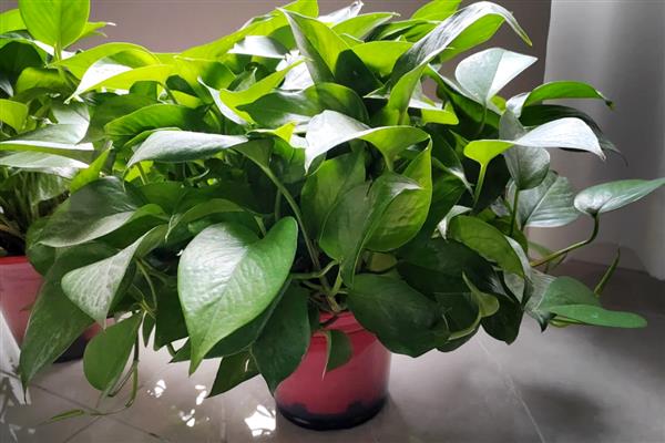 绿萝的作用，其净化空气能力很强