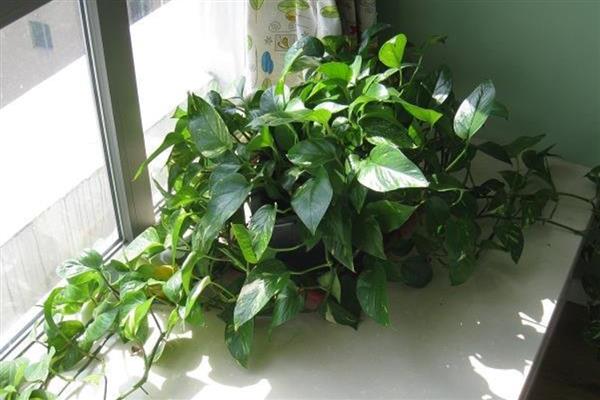 绿萝的作用，其净化空气能力很强