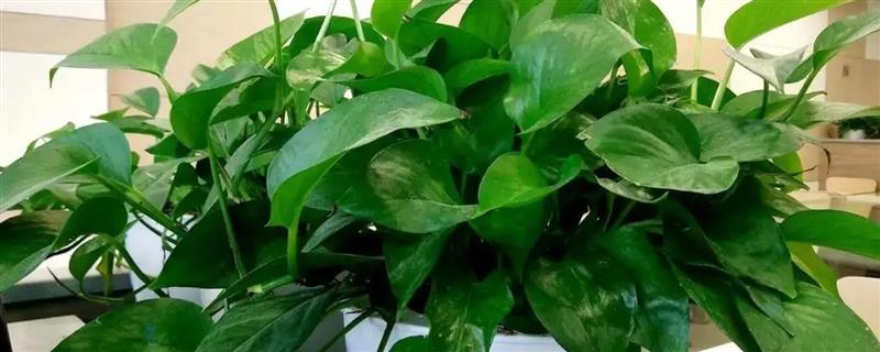 绿萝的作用，其净化空气能力很强