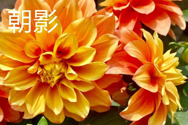大丽花有什么品种，朝影、寿光、华紫等品种很常见