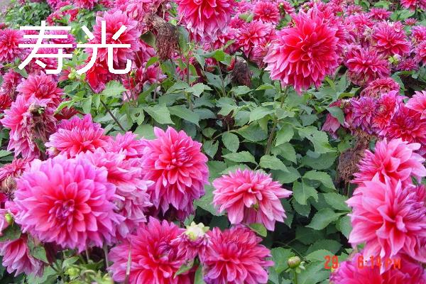 大丽花有什么品种，朝影、寿光、华紫等品种很常见