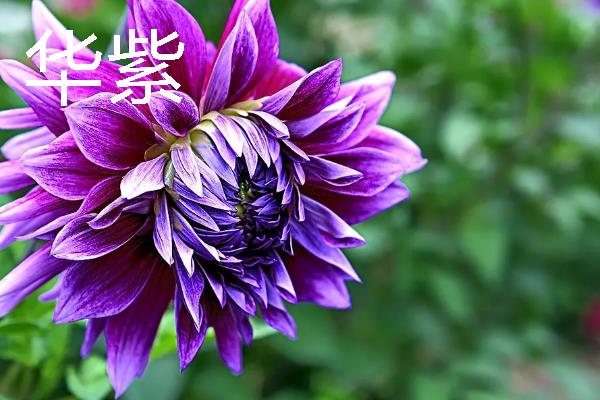 大丽花有什么品种，朝影、寿光、华紫等品种很常见