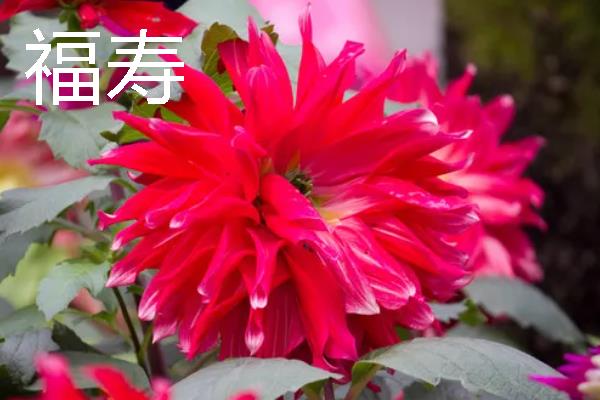 大丽花有什么品种，朝影、寿光、华紫等品种很常见