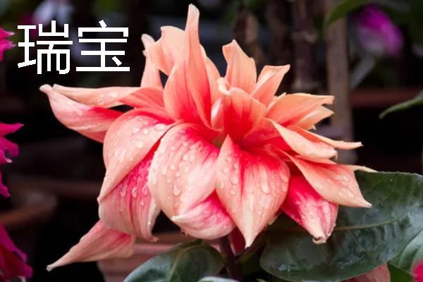 大丽花有什么品种，朝影、寿光、华紫等品种很常见