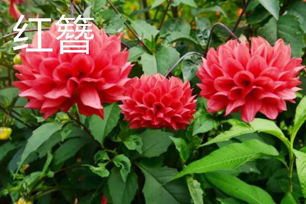 大丽花有什么品种，朝影、寿光、华紫等品种很常见
