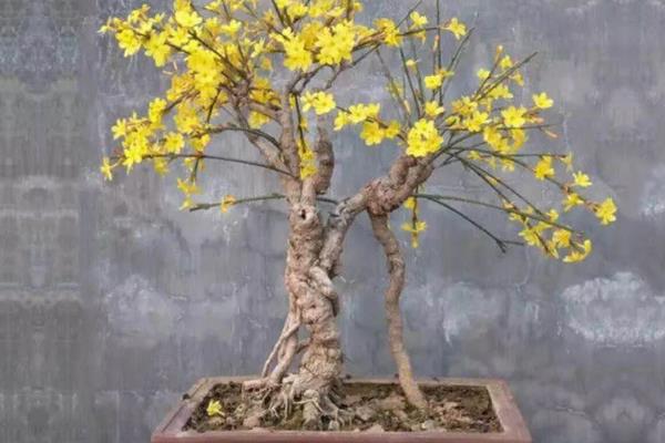 迎春花几点钟开花，一般在早上8点后开放