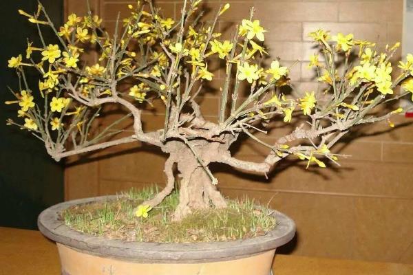 迎春花几点钟开花，一般在早上8点后开放
